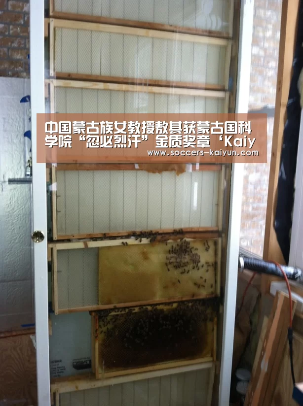 中国蒙古族女教授敖其获蒙古国科学院“忽必烈汗”金质奖章‘Kaiyun官网入口 - 首页通道’(图1) 开云